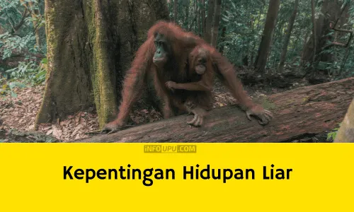 Contoh Karangan Kepentingan Hidupan Liar Di Malaysia